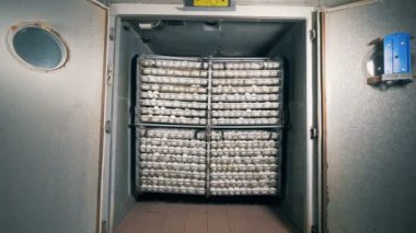 Fabrika ünitesi ile toplanan beyaz yumurta yığınını. 4k