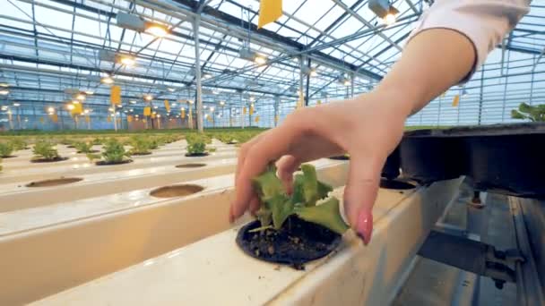 Nahaufnahme von Salattöpfen, die in Metallplattformen eingesetzt werden — Stockvideo