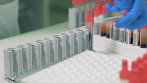 A nurse in gloves checks blood samples, close up. Laboratory worker looks at tubes, then puts them into a special rack. — Stock Video