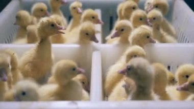 Sarı ördek yavrusu birlikte oturup, yakın çekim. Küçük ördek beyaz bir kutu içinde oturmak.