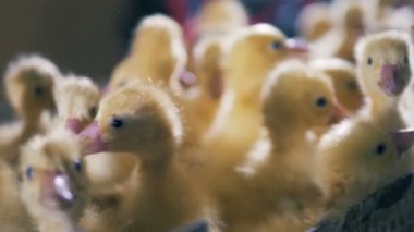 Sarı civciv dikizlemek, bir kutu içinde oturan yakın çekim.