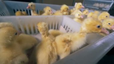 Kesitler, bir kutu içinde birçok ördek yavrusu yakın çekim.