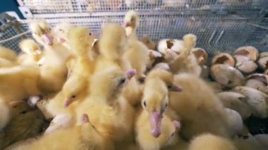 Tarım işçileri dışarı-in bir kutu yumurta kabuğu ile ördek yavrusu almak.