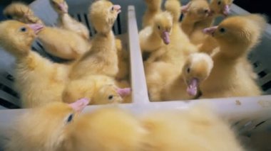 Küçük kuşlar bir kutu içinde atlamak, yakın çekim.