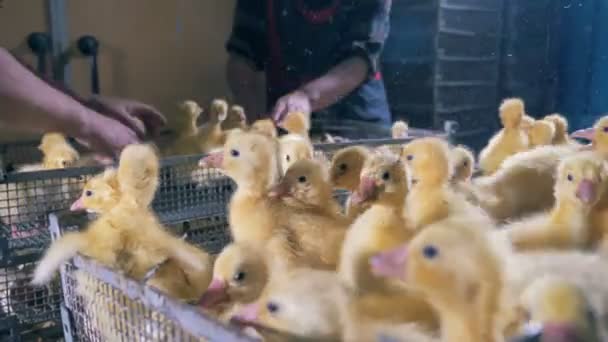 Les petits poussins sont déplacés d'une boîte, gros plan . — Video