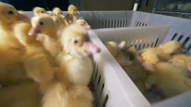 Ducklings는 플라스틱 상자에, 닫기. — 비디오