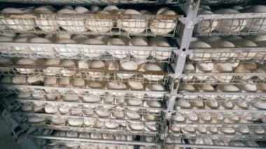 Satır kuşlar yumurta, yakın çekim. Bir çiftlikte metal raflar üzerinde birçok yumurtalar.