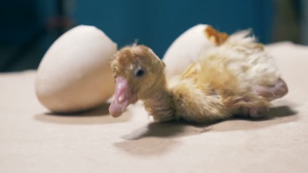 Pequeño pájaro está fuera de una cáscara de huevo, de cerca . — Vídeo de stock