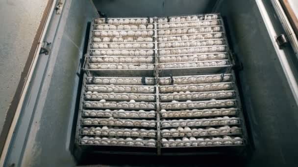 Veel eieren in kooien. Vogel eieren zijn verpakt in kooien, verpakt in rijen. — Stockvideo