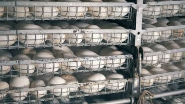 Muchos huevos eclosionados depositados en estantes metálicos en incubadora . — Vídeos de Stock
