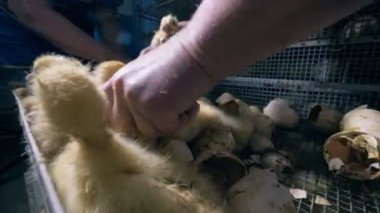 Tarım işçileri kuşlar bir kutusundan taşımak, yakın çekim.