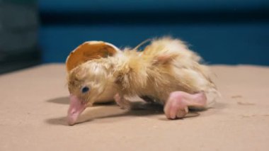 Yeni doğan ördek yürümek, yakın çekim için çalışır.