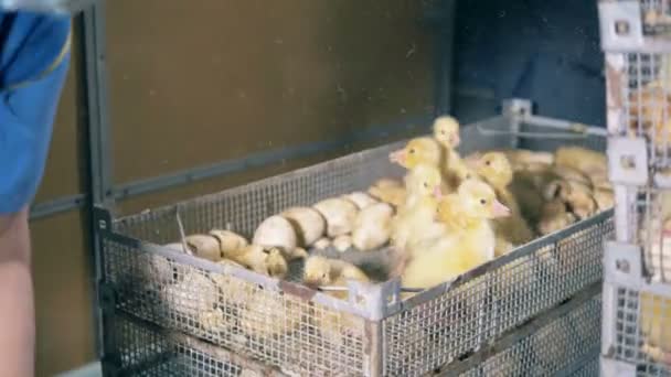 Two workers take ducklings from a box, slow motion. — Stock Video