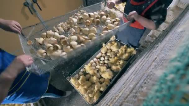 Las trabajadoras recogen patos recién nacidos . — Vídeo de stock