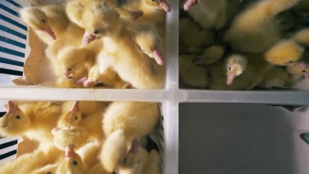 Žlutá kuřata sedět v plastové krabici, pohled shora. — Stock video