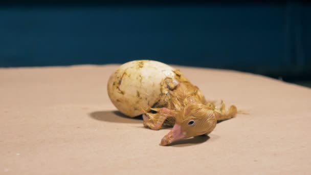 Kis kacsa született, közelről. — Stock videók