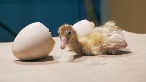 Tiny chick skakar nära äggskal, närbild. — Stockvideo
