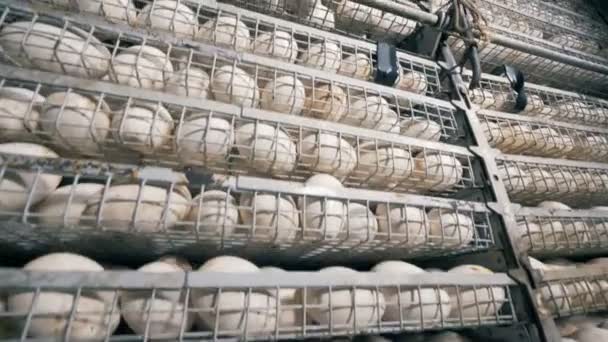 Rows of white eggs, close up. — Stock Video