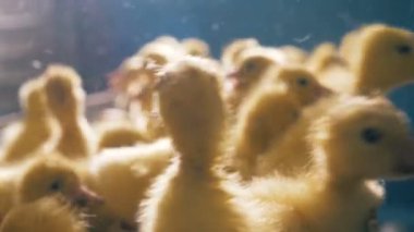 Birçok ördek yavrusu oturmak ve bir kutu içinde atlama, yakın çekim. 