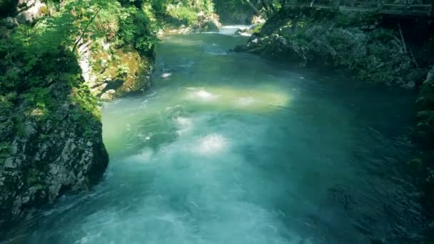 Řeka teče mezi kamenité břehy v divokého lesa — Stock video