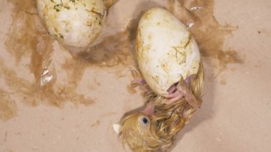 Yeni doğan kızlar yatıyordu, en iyi görünümü.