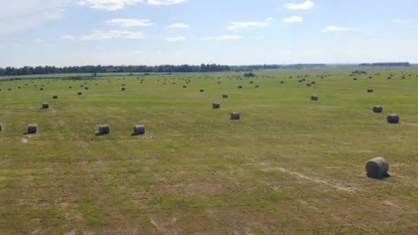 Grote veld met hayricks daarop, bovenaanzicht. — Stockvideo