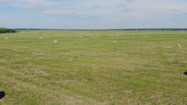 Amplio campo con muchos hayricks . — Vídeos de Stock