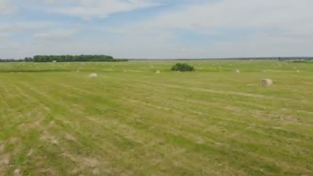 Gran campo de cultivo con heno . — Vídeo de stock