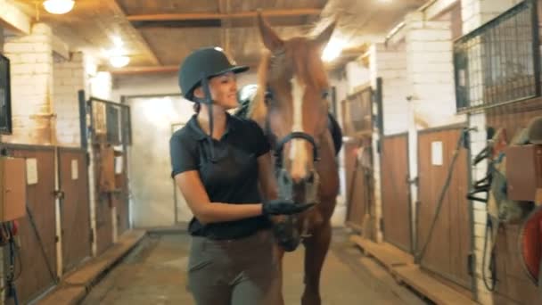 Eine Frau und ein Pferd aus nächster Nähe. eine Reiterin und ein Pferd gehen durch einen Stall. — Stockvideo