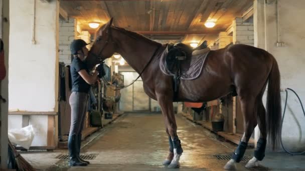 Mulher bate um cavalo marrom . — Vídeo de Stock