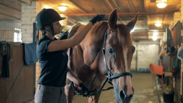 Female raider brushes horses mane, close up. — Stock Video