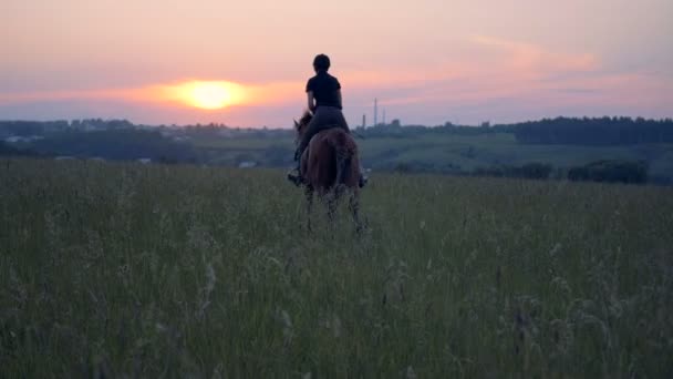 Οι καλπασμοί horsewoman μέσα από ένα πεδίο, πίσω. — Αρχείο Βίντεο