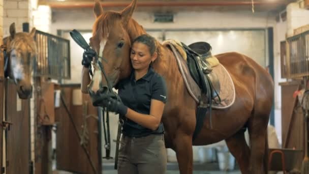 En ryttare sätter en betsel på en häst, närbild. — Stockvideo