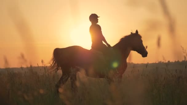 Jezdkyně, jde pomalu. Jedna žena na koni pomalu ve velkém poli. — Stock video