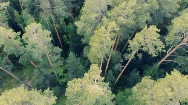 Vista dall'alto di una foresta verde con alberi alti — Video Stock