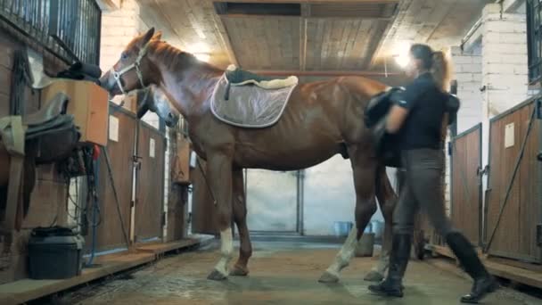 Frau setzt Sattel auf Pferd im Stall. — Stockvideo