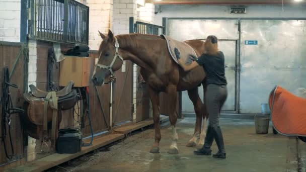 L'atleta femminile mette una sella su un cavallo . — Video Stock