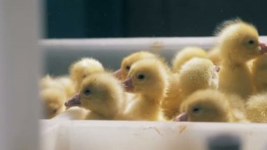 Kümes hayvanları, birçok küçük kuşları yakın çekim.