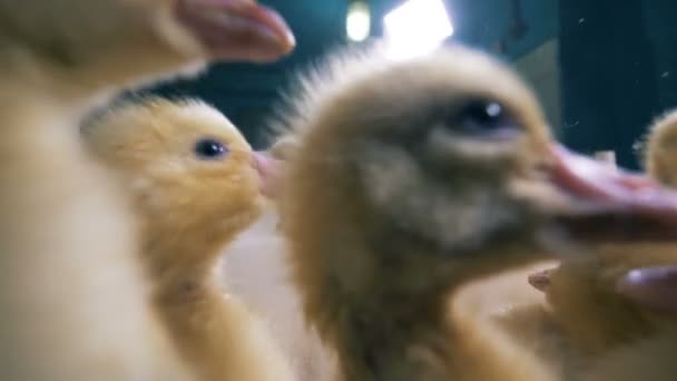 Fluffy ducklings sit in one room, close up. — Stock Video