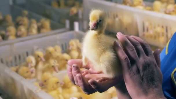 Aves de capoeira pats um patinho, close-up . — Vídeo de Stock