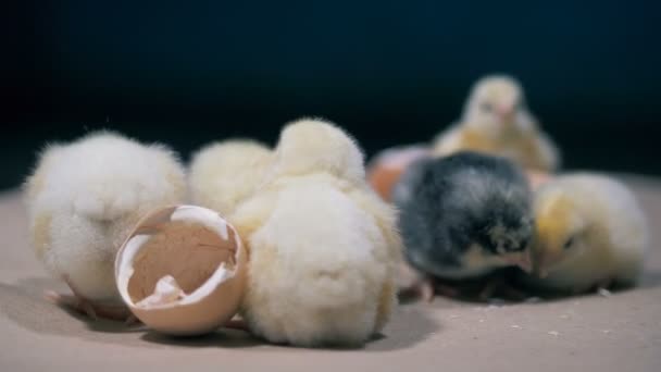 Veel pasgeboren kuikens zijn samen, close up. — Stockvideo