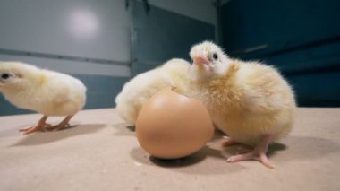 Küçük civciv bir odada bir masa üzerinde atlama, yakın çekim.