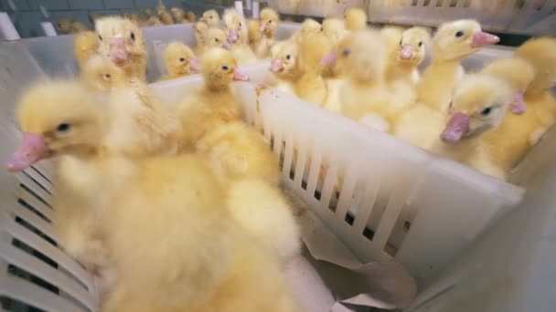 Muitas aves em uma fazenda de aves, de perto . — Vídeo de Stock