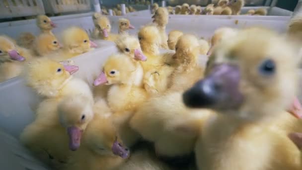 Beaucoup de petits canetons sont assis dans des boîtes dans une ferme spéciale, fermer . — Video