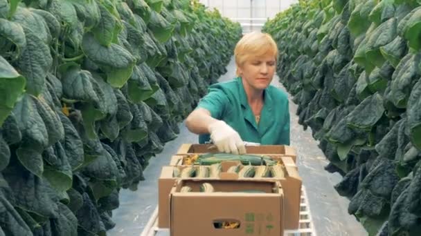 Vrouw verzamelt komkommers, close-up. Een bedrijfsmedewerker pakt komkommers in een grote serre. — Stockvideo