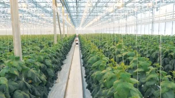 Uma estufa cheia de plantas de pepino. Fazenda especial com linhas de pepinos no interior . — Vídeo de Stock