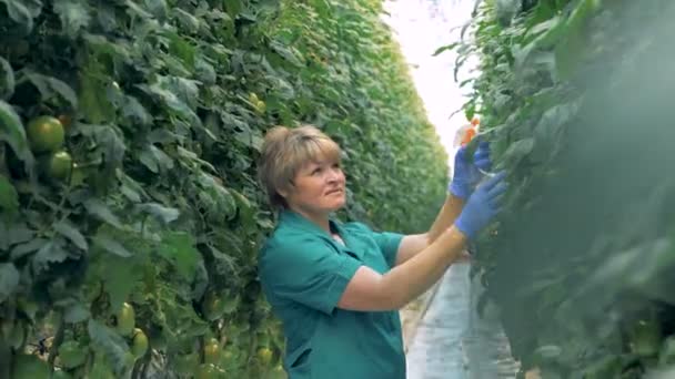 Greenhouse worker sprays tomatoes with chemicals, close up. — Stock Video