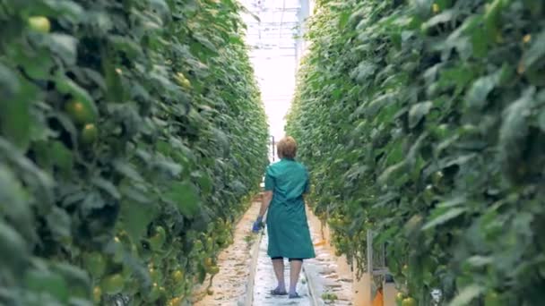 Werkprocessen controleert planten in een kas, achteraanzicht. — Stockvideo