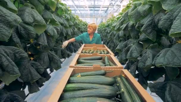 Een proces van het verzamelen van komkommers, close-up. Vrouwelijke boer zoekt komkommers op planten plukken hen te zetten in een doos. — Stockvideo
