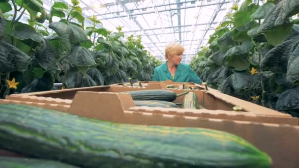 Broeikasgassen werknemer zoekt komkommers om ze te plukken. Gewas verzamelen concept. 4k. — Stockvideo
